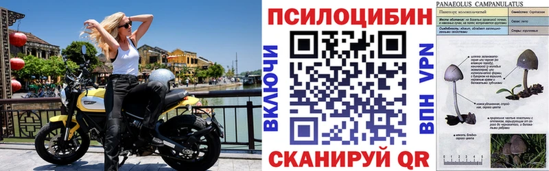закладки  Новосокольники  Галлюциногенные грибы Cubensis 